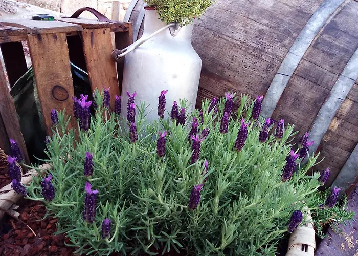 Kır Evi A Casa De Lucha